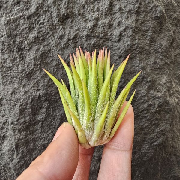 華美露拉小型選拔/Tillandsia ionantha huamelula select 