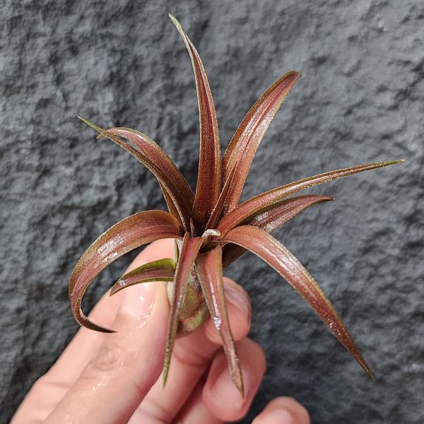 維多利亞×科帕尼西斯-稀少(Europe)~/Tillandsia Victoria × Copanensis 