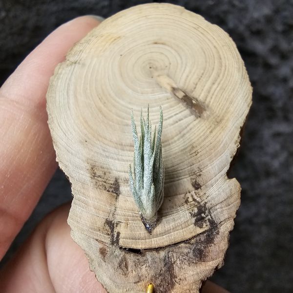 歐洲阿Q×TY/Tillandsia arequitae × Ty(ehlersiana × bulbosa)~YY 