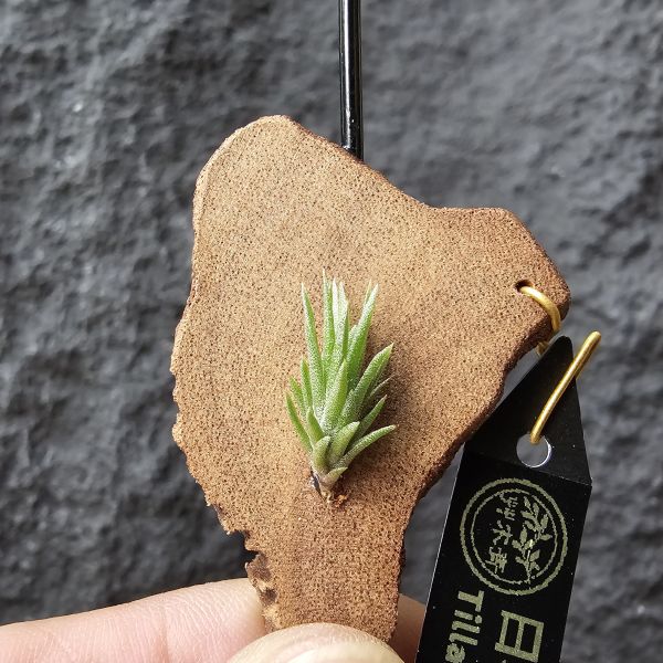 日本第一~小小型、易叢生/Tillandsia Neglecta 