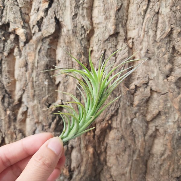 阿珠依-閉葉/Tillandsia Araujei Closed 