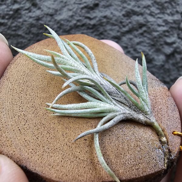 阿根廷卡畢/Tillandsia capillaris(Argentina) 