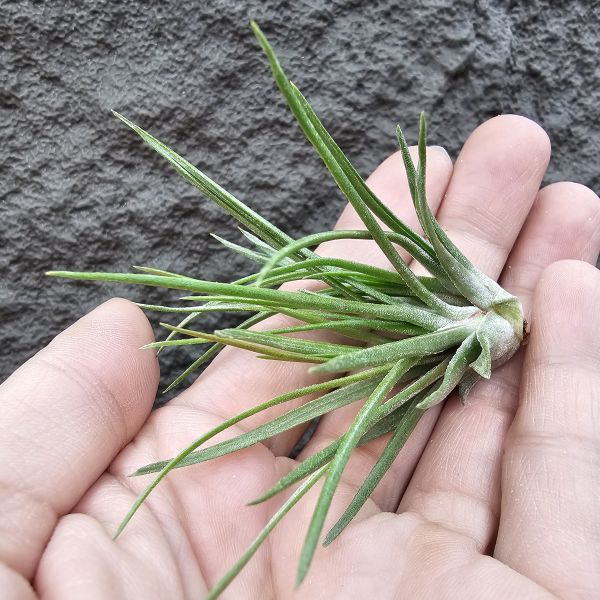 小章魚×小精靈(綴化)/Tillandsia bulbosa × ionantha 