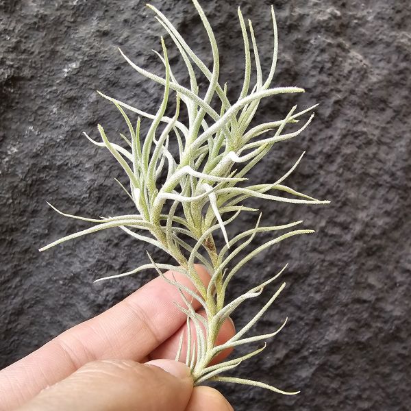卡畢Type1/Tillandsia capillaris Type 1 
