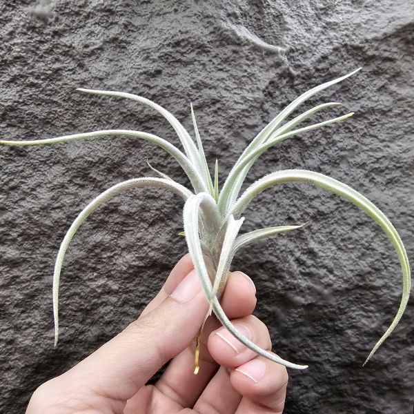 眉刷/Tillandsia Cardenasii(Europe) 
