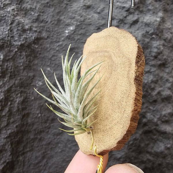 草皮變異・捷克(成株)/Tillandsia tricholepis var. macrophylla(CZ) 
