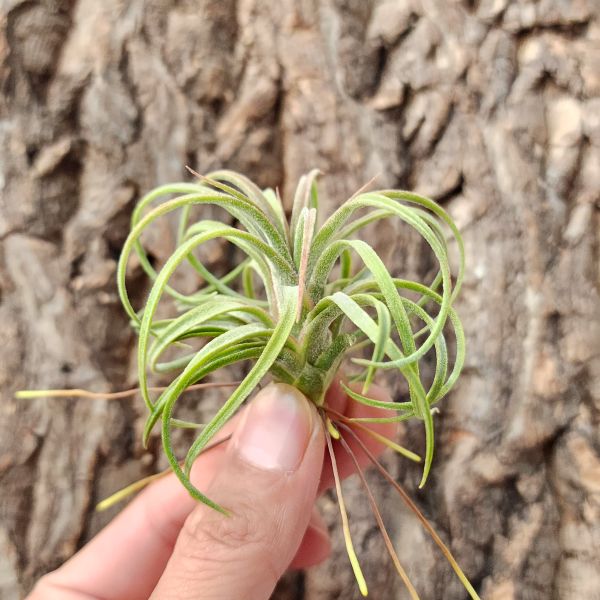 皇家寶藏/Tillandsia 'Timm's Royal Treasure'(Ionantha × streptophylla) 