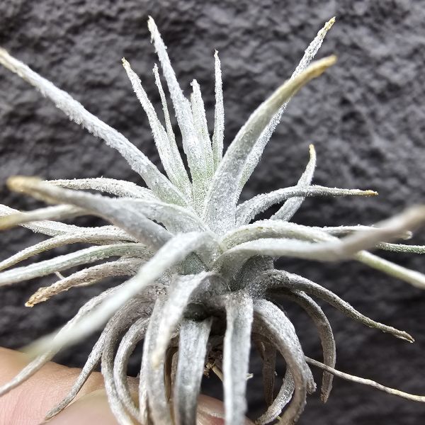 歐洲莫氏/Tillandsia mauryana(Europe) 