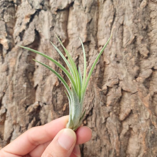 伊麗莎白×福果小精靈/Tillandsia Elizabethiae × Ionantha Fuego 
