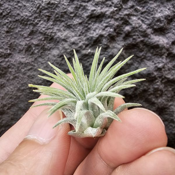 龍小精靈(雨林)/Tillandsia ionantha Ron 