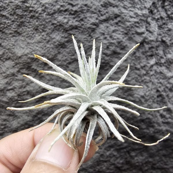 歐洲莫氏/Tillandsia mauryana(Europe) 