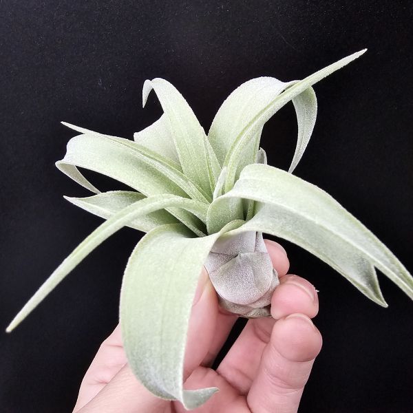 羅蘭×墨西哥電捲(少見交種、非常漂亮！)/Tillandsia roland-gosselinii × streptophylla Mexico 