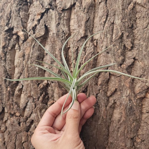 紫羅蘭×樹猴/Tillandsia Aeranthos × Duratii 