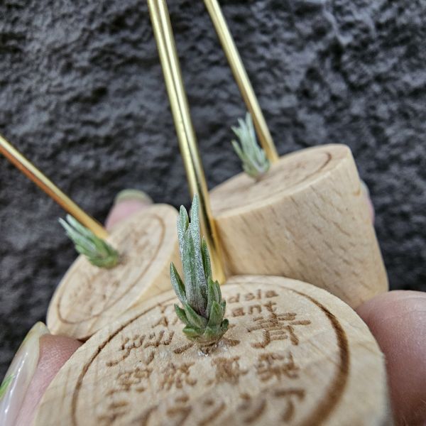 黏巴達 × 白天鵝(不挑株)/Tillandsia limbata × barfussii 