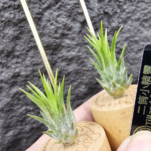 二筒小精靈(不挑株)/Tillandsia ionantha Two Tone(RFI) 