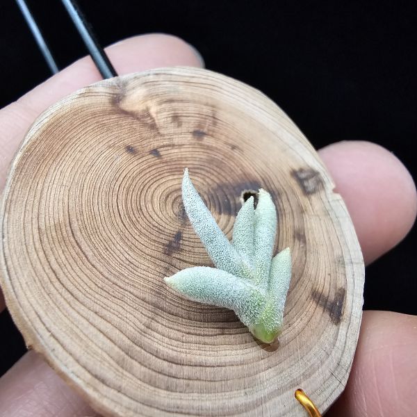 卡畢拉瑞斯(玫瑰)Tillandsia capillaris Rose Flower 