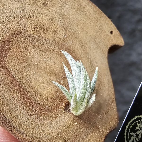 樹猴-實生苗小小的上木可愛一下，長大在請下木吧~/Tillandsia duratii seedling 