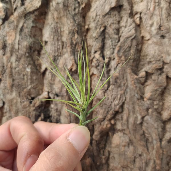紫水晶-細葉/Tillandsia Tenuifolia V Amethyst 