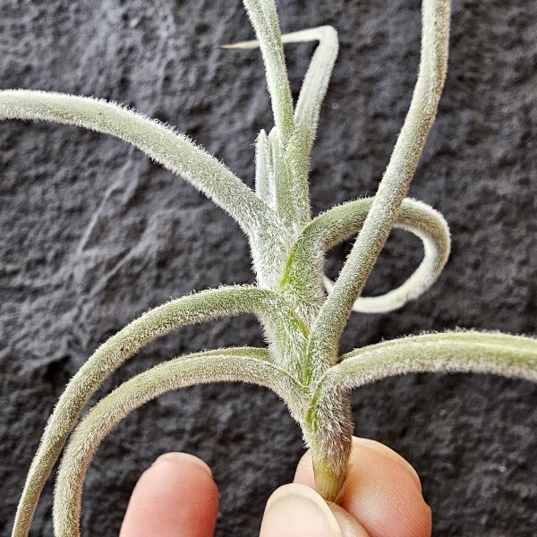 克洛卡塔-橘色花~已是成株尺寸/Tillandsia Crocata Orange Flower 