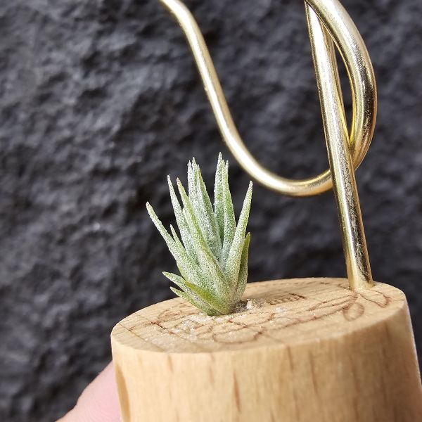 銀冰×露西/Tillandsia chiletensis × Luciille 