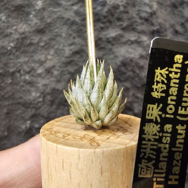 歐洲榛果(特殊)/Tillandsia ionantha Hazelnut (Europe)先前上架一掃而空的特殊個體，實際相較與一般的歐洲榛果有明顯差異，成株會更有肉感也大型些！早期由歐洲取得單一母株栽培的後代植株！ 