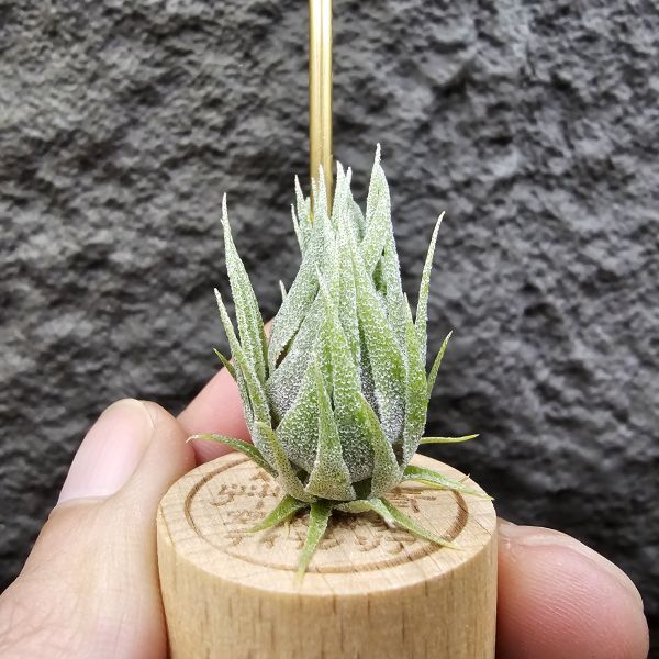 S燒/Tillandsia sprengeliana(Europe) 