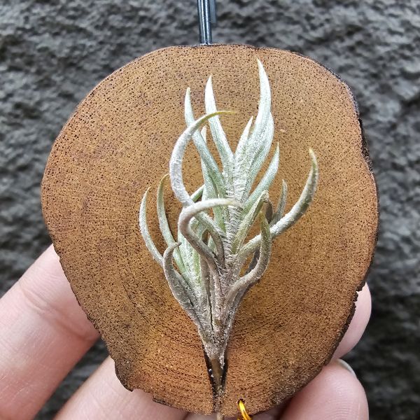 阿根廷卡畢/Tillandsia capillaris(Argentina) 