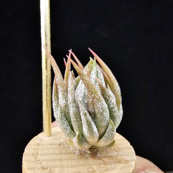 歐洲榛果(特殊)/Tillandsia ionantha Hazelnut (Europe)~肌肉感十足，成株為集束形態，多年前由歐洲農場挑選的一顆特殊個體，做為栽培的種。 