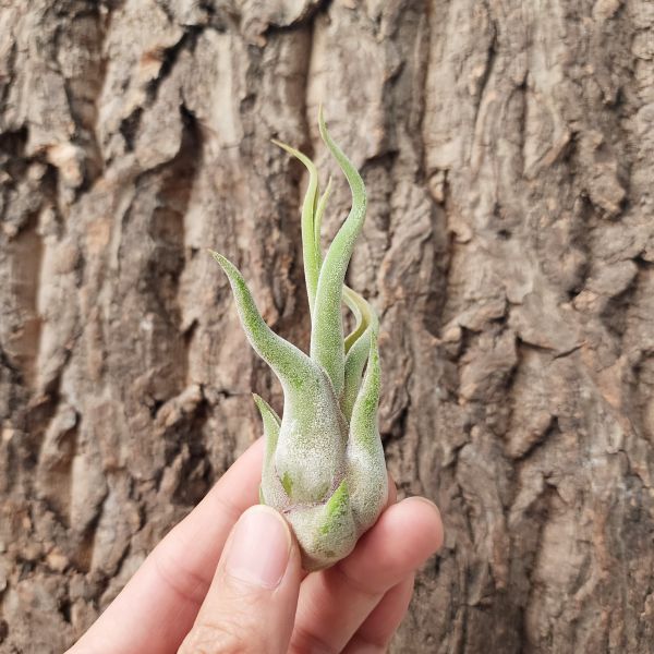 女王頭-小/Tillandsia Caput-Medusae 女王頭