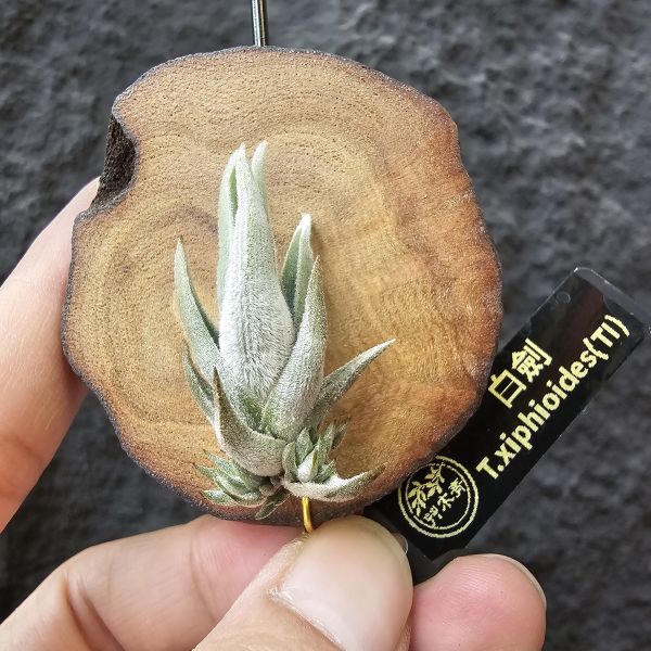 白劍/Tillandsia xiphioides(TI) 