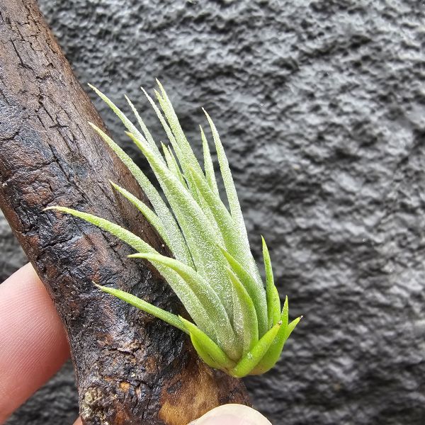 花生米×伊莉莎白(上木材，黃連木)/Tillandsia ionantha peanut × elizabethiae 