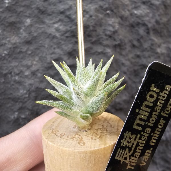 長莖minor/Tillandsia ionantha van. minor form 