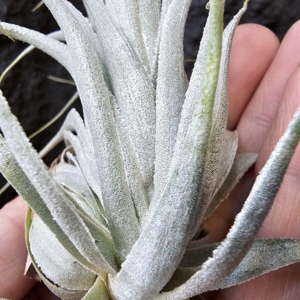 巴西薄紗變異(野採母株後代芽帶大，養非常久穩定植株)/Tillandsia gardneri var. rupicola 