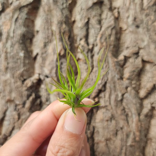 小章魚-變異/Tillandsia Bulbosa Var 