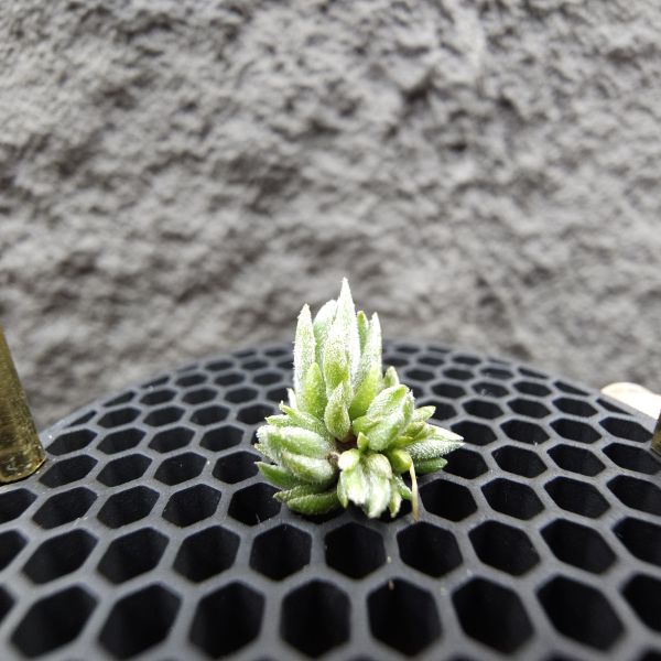 雪鵝×銀冰(叢7頭)/Tillandsia SP. × chiletensis 