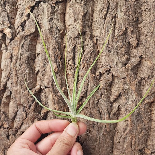 琥珀/Tillandsia Schiedeana 