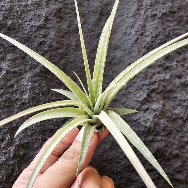 日曆女孩/ Tillandsia Calendar Girl 