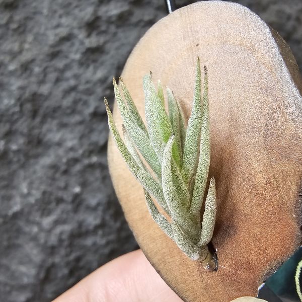 Tillandsia kirschnekii 紫花原生種 