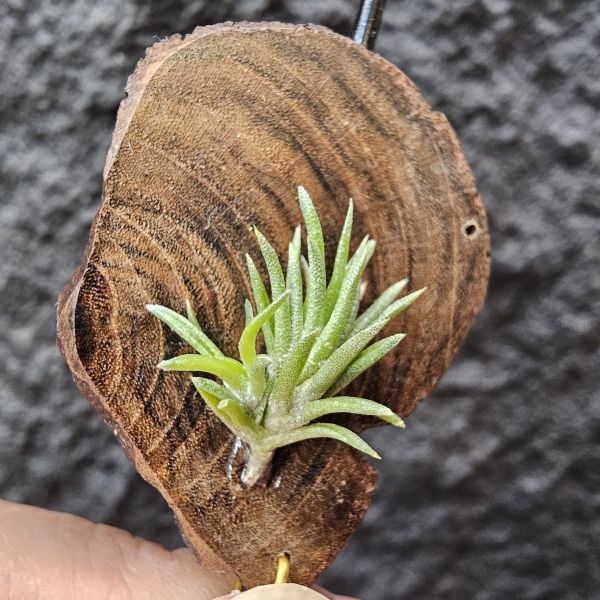 日本第一(小型)/Tillandsia neglecta 