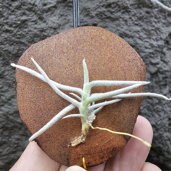 莫利斯(皆帶芽)/Tillandsia mollis~相當雪白的品種~已帶到非常強健好養的植株，以往剛進口並不好照顧。 