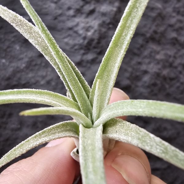 小精靈×子彈/Tillandsia ionantha × mitlaensis 