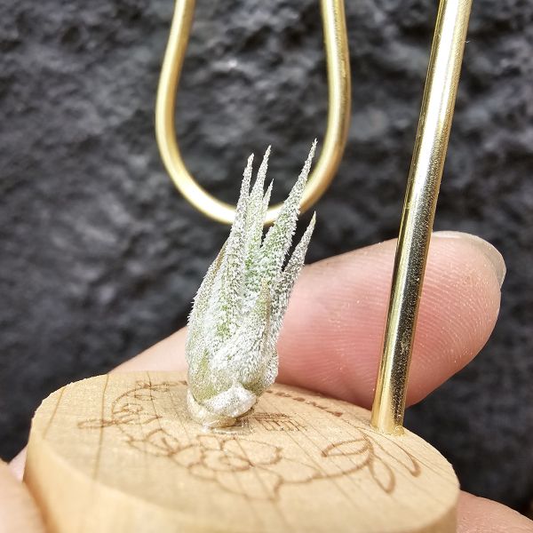 Joy(電捲×河豚)×長莖小精靈/Tillandsia Joy × ionantha v. van-hyningii 