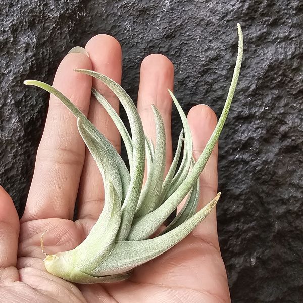 大M(芽不小)/Tillandsia Minasgeraisensis 