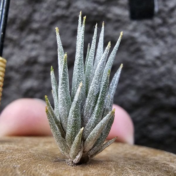 橙花媳婦 × 龍精靈/Tillandsia erici × ionantha Ron(TI) 