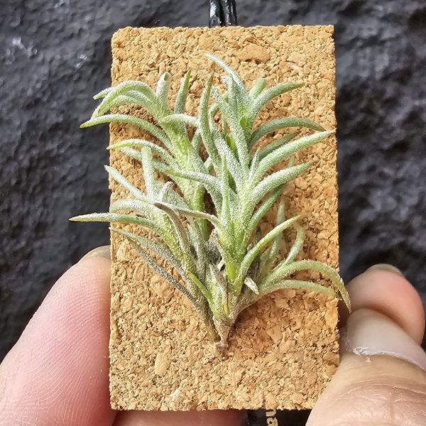 卡畢(阿根廷野採)/Tillandsia capillaris(Argentina) 
