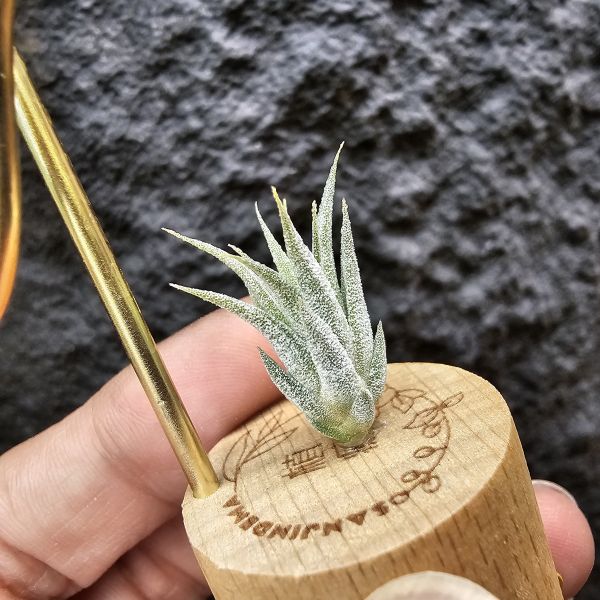 香檳×蜜桃小精靈(白花)/Tillandsia chiapensis × ionantha peach~雖成長會有香檳的顯色感 