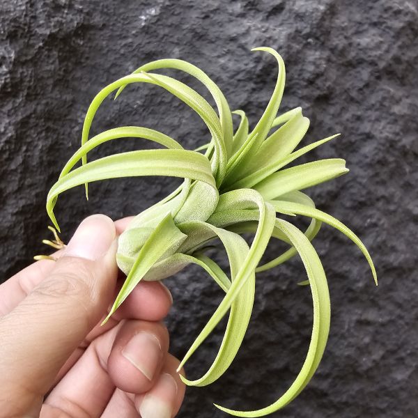 獲月/Tillandsia Harvest Moon Tillandsia (Silver Rose x streptophylla) × ionantha Druid 