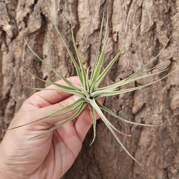 小精靈×琥珀/Tillandsia Ionantha × Schiedeana 