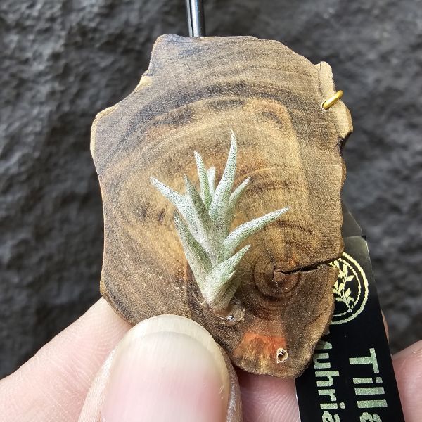 Tillandsia Muhriae(Europe)/法國原生種 