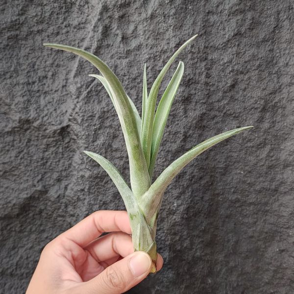 卡比黃×滷肉/Tillandsia Capitata Yellow × Novakii 
